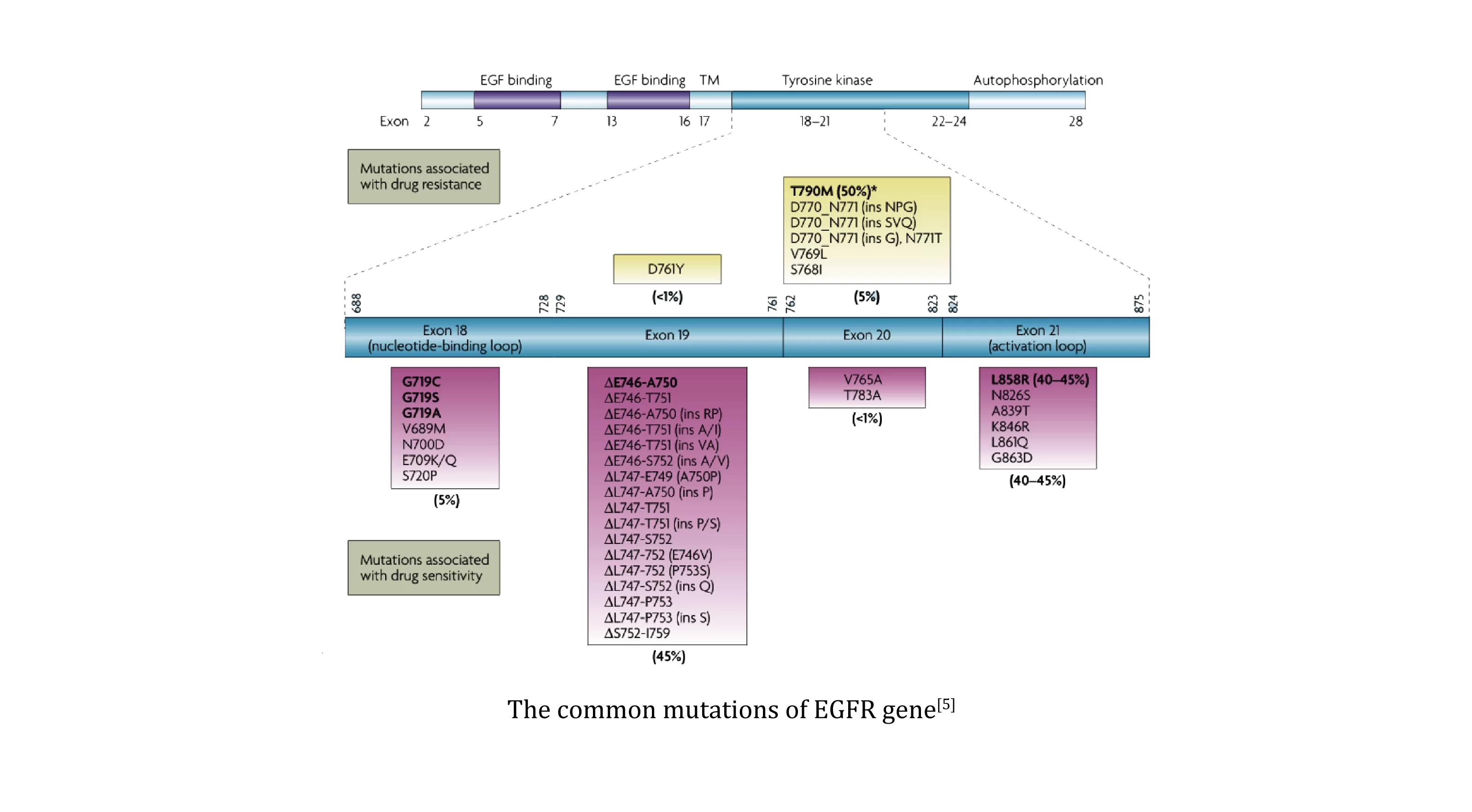 EGFR INTRODUCTION