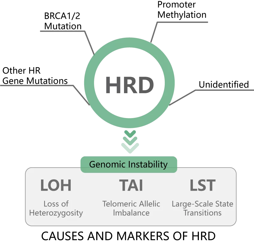 THE MECHANISM AND DETECTION METHOD OF HRD
