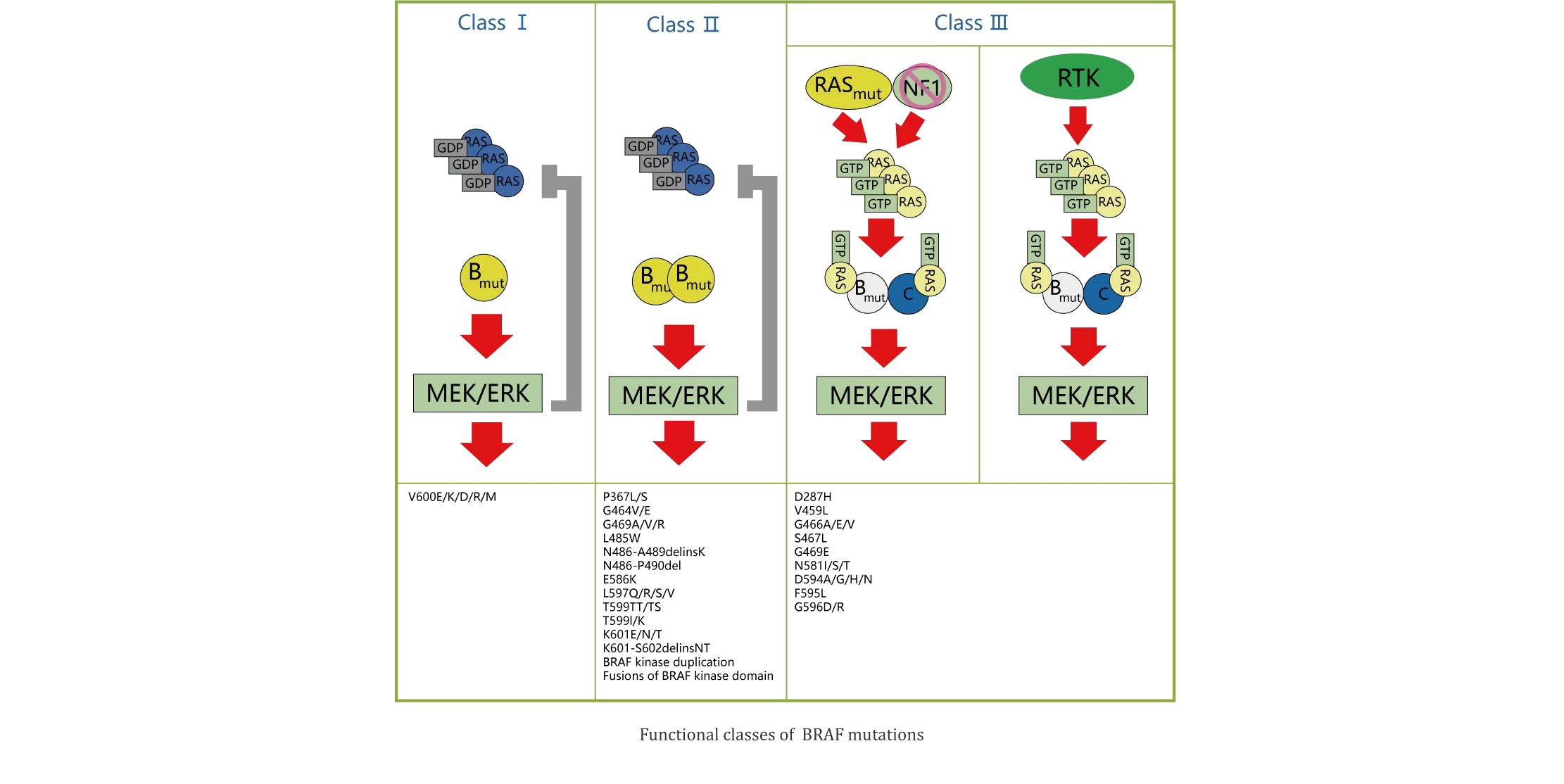 GENE  MUTATION AND TUMOR 