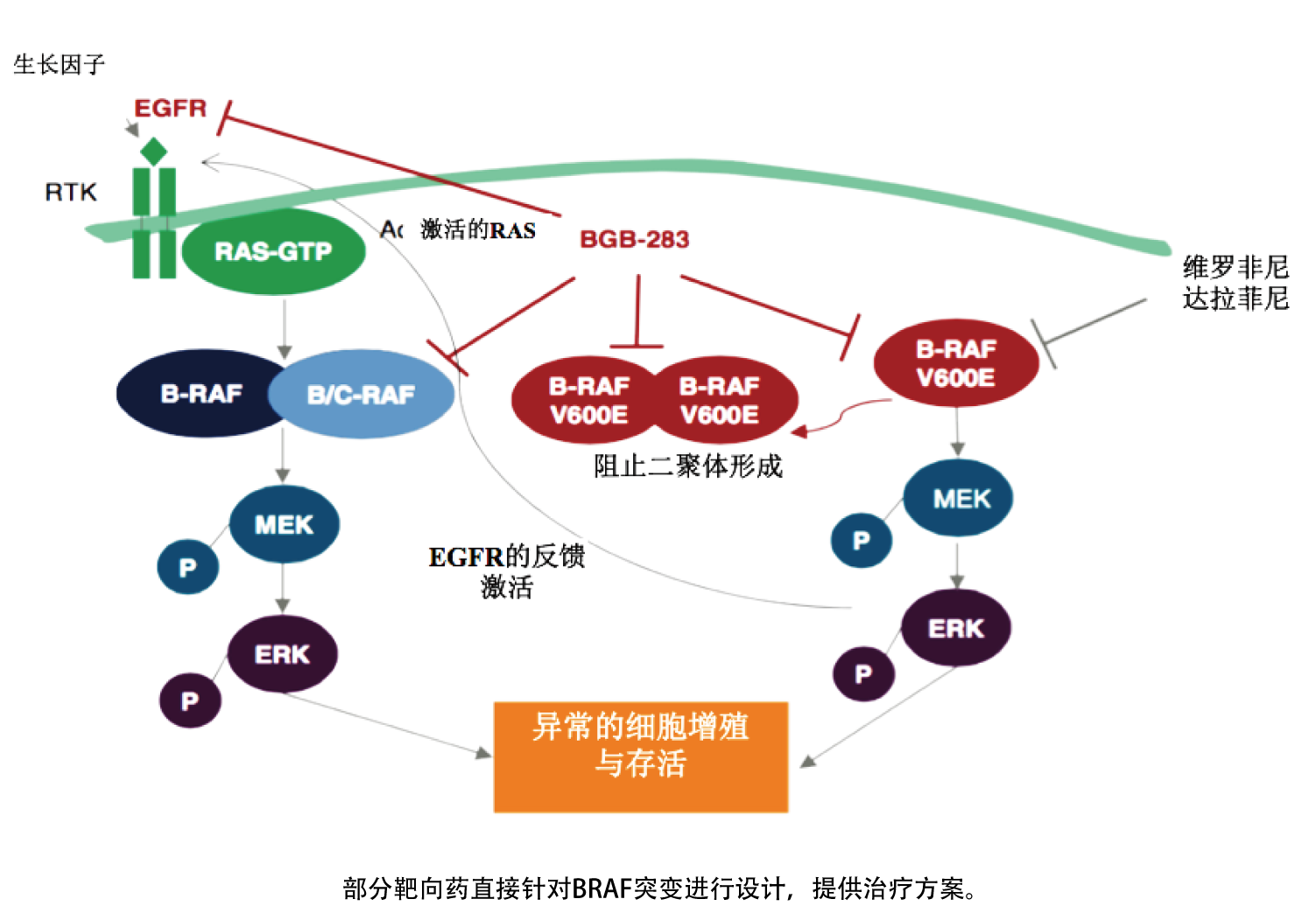 B-raf基因突变&用药